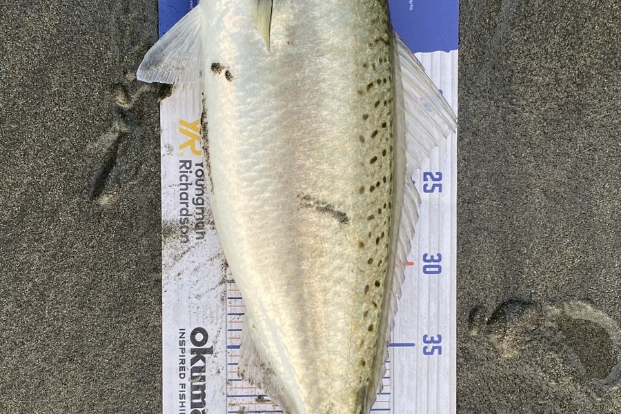 Chris Lepine caught this 48.0cm Kahawai at Hector during The Export NZ Fishing Competition