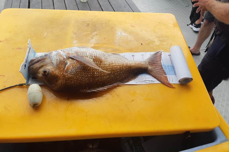 Tony  Haussmann caught this 63.5cm Snapper at Duncan Bay Marlborough  sounds during The Export NZ Fishing Competition