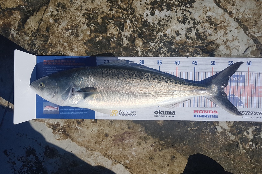 Paul White caught this 53.0cm Kahawai at East coast north island during The Export NZ Fishing Competition