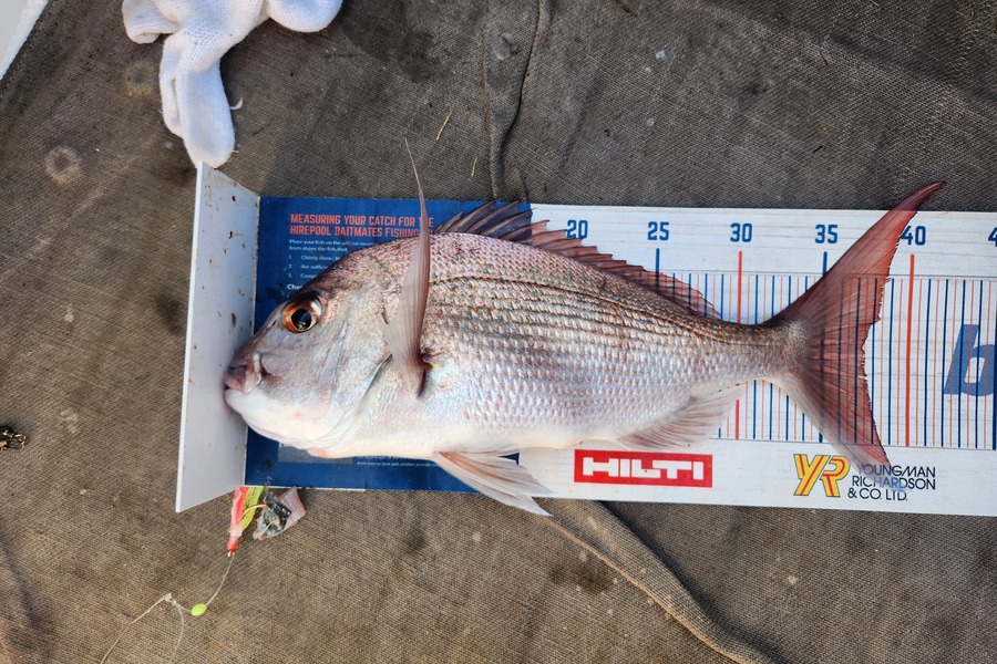 Jack Gray caught this 37.5cm Snapper at Tairua during The Export NZ Fishing Competition