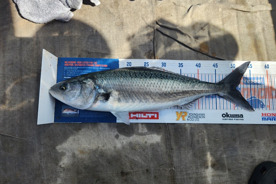 Jack Gray caught this 50.5cm Kahawai at Tairua during The Export NZ Fishing Competition
