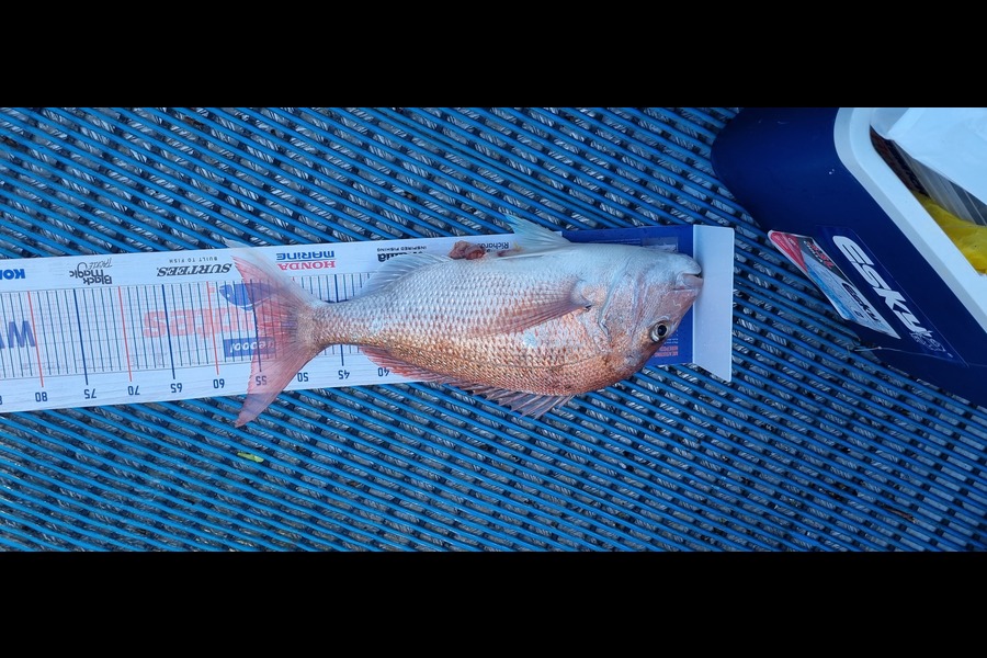 Tracey Castle caught this 55.0cm Snapper at New plymouth  during The Export NZ Fishing Competition
