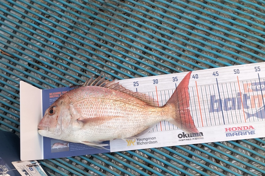 Levi kendall caught this 37.5cm Snapper at New Plymouth  during The Export NZ Fishing Competition