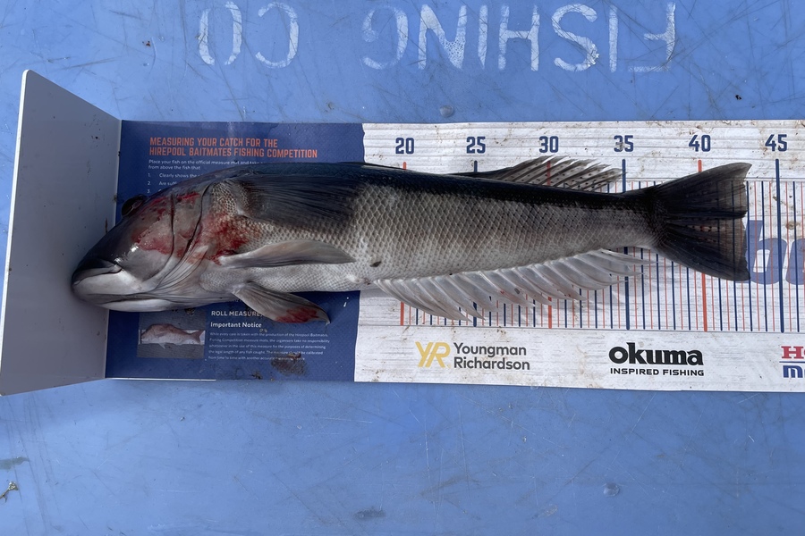 Rhys Holding caught this 42.5cm Blue Cod at D’Urville Island during The Export NZ Fishing Competition