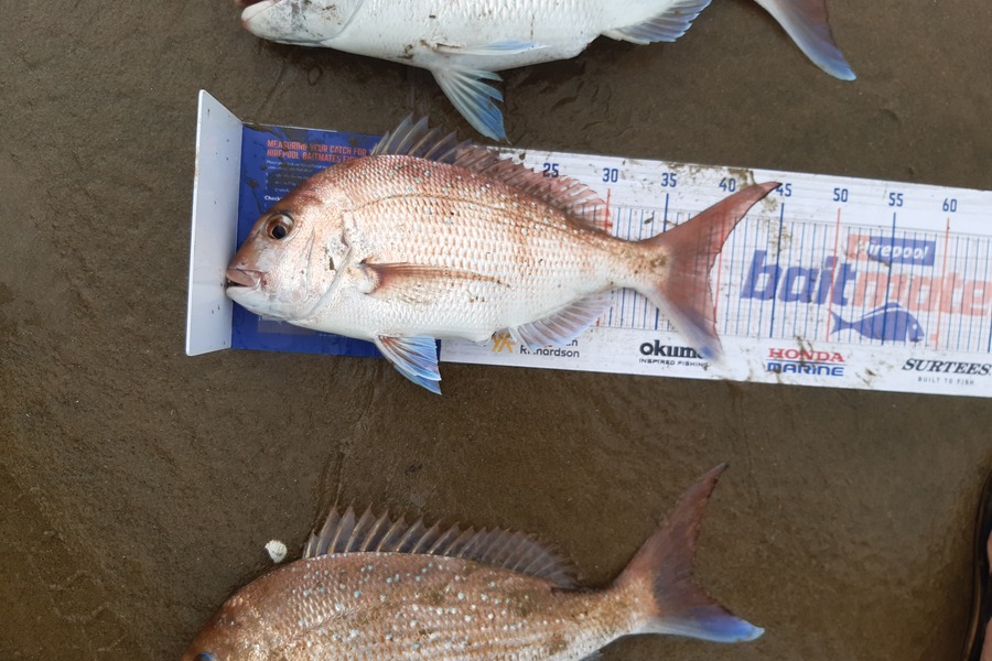 Bryce Taylor caught this 39.0cm Snapper at Pouto during The Export NZ Fishing Competition