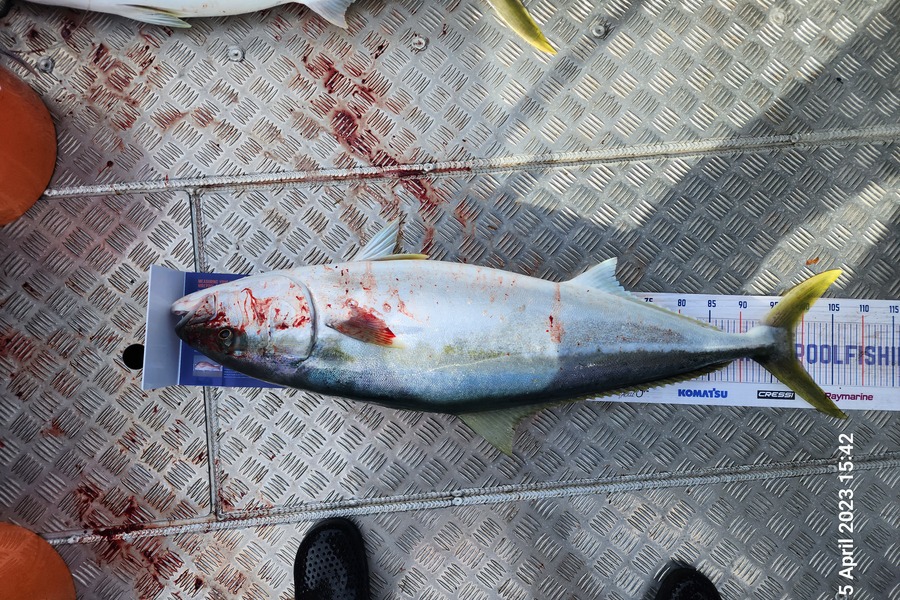 Sarel Joubert caught this 98.5cm Kingfish at Tutukaka during The Export NZ Fishing Competition