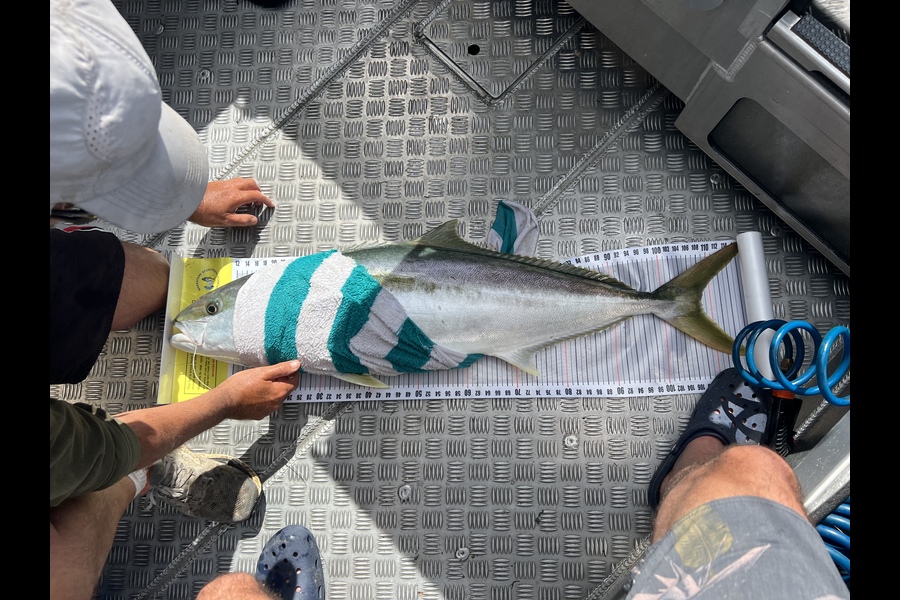 Jonny Kemp caught this 108.0cm Kingfish at Tauranga  during The Export NZ Fishing Competition