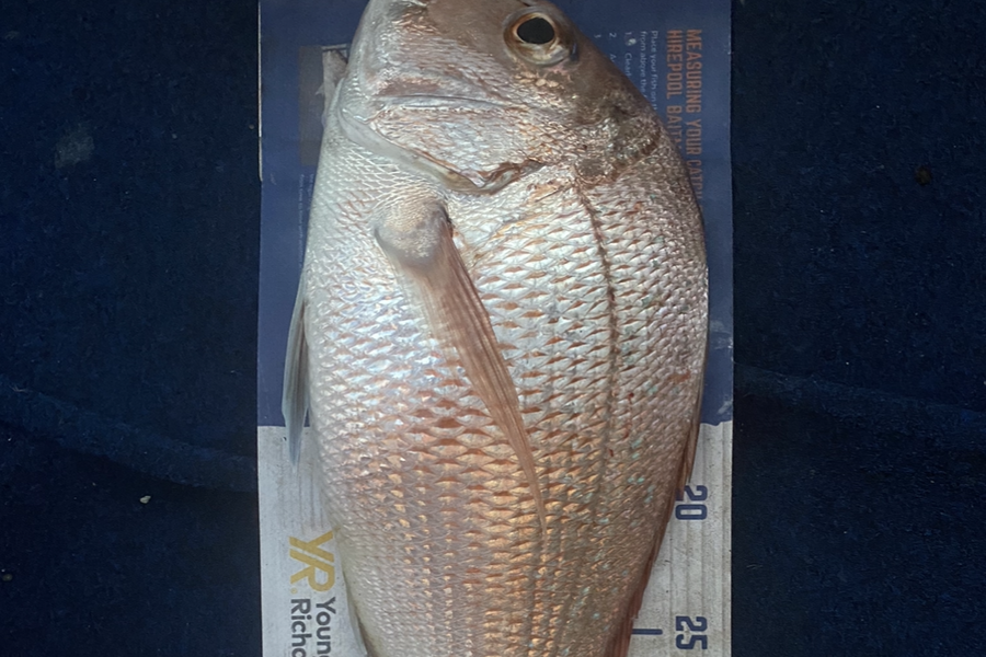 Elliot Gordon caught this 39.0cm Snapper at Tauranga during The Export NZ Fishing Competition