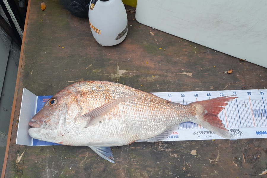 Karl Cochrane caught this 66.5cm Snapper at Pukehina  during The Export NZ Fishing Competition