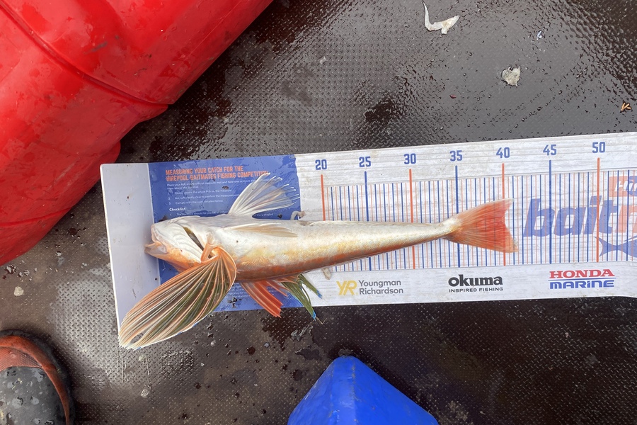 Mark  Bryan caught this 40.0cm Gurnard at New Plymouth  during The Export NZ Fishing Competition