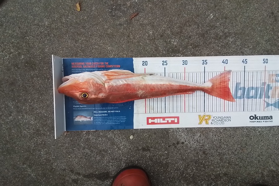 Glen Harwood caught this 41.0cm Gurnard at Firth of Thames  during The Export NZ Fishing Competition