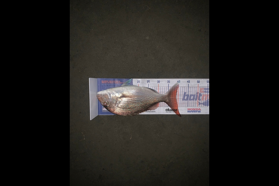 Dwayne Joy caught this 39.0cm Snapper at Kapiti  during The Export NZ Fishing Competition