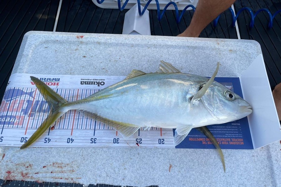 Lisa Van Hout caught this 45.5cm Trevally at Motiti during The Export NZ Fishing Competition