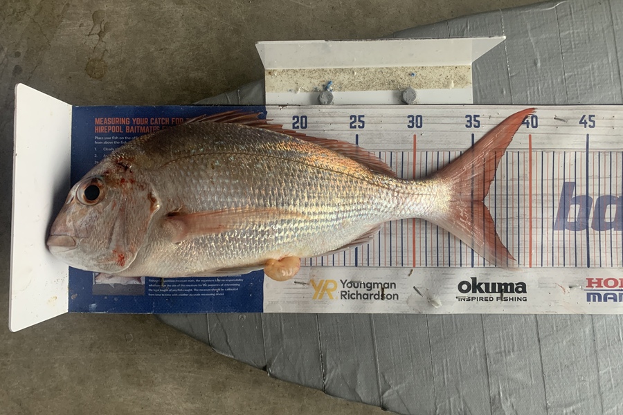 Graeme Duncan caught this 36.0cm Snapper at  Op during The Export NZ Fishing Competition