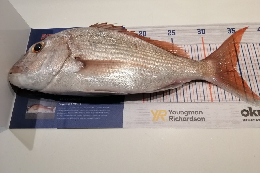 Larry Temperley caught this 34.0cm Snapper at Little Barrier during The Export NZ Fishing Competition