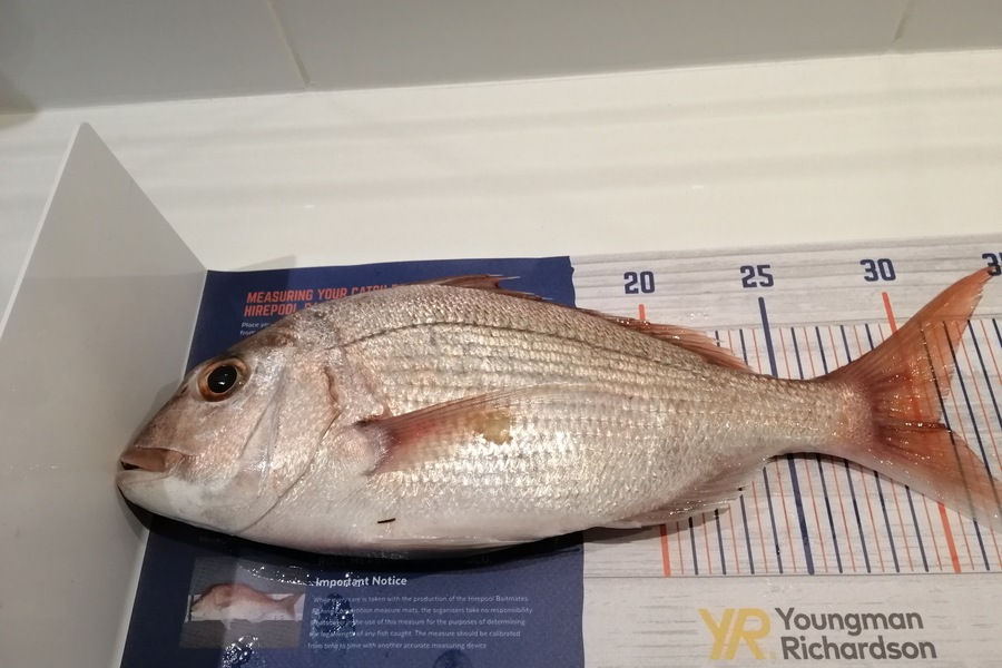Larry Temperley caught this 30.5cm Snapper at Omaha during The Export NZ Fishing Competition
