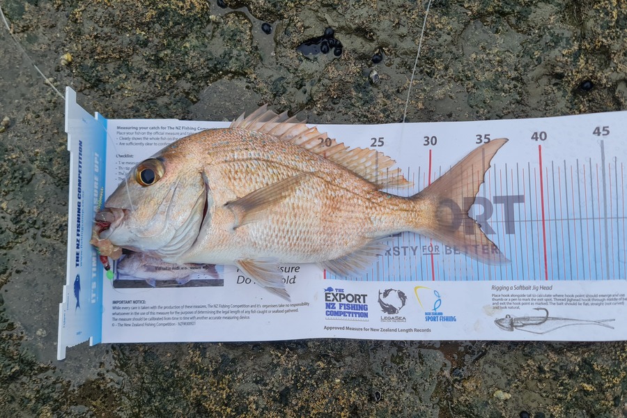 Franco  Kiss caught this 33.5cm Snapper at Tawharanui during The Export NZ Fishing Competition