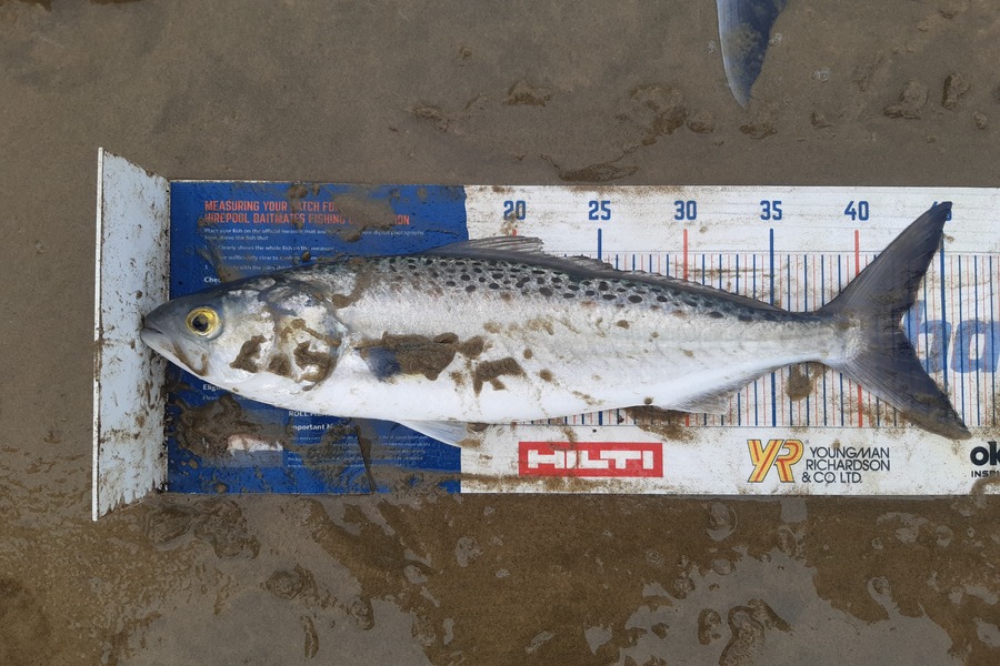 Clinton Emtage caught this 42.0cm Kahawai at Glinks gully during The Export NZ Fishing Competition