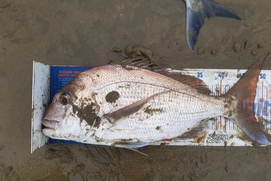 Clinton Emtage caught this 48.0cm Snapper at Glinks gully during The Export NZ Fishing Competition