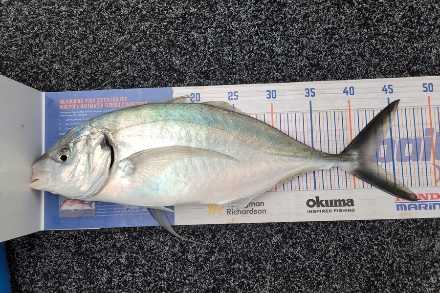 Ashley Rippon caught this 42.5cm Trevally at Bay of plenty during The Export NZ Fishing Competition