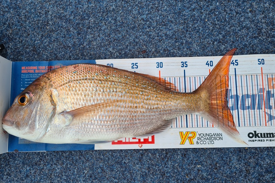 Peter Murcott caught this 43.0cm Snapper at Raglan  during The Export NZ Fishing Competition