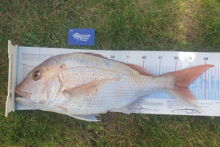 Gareth  Nicholson  caught this 54.0cm Snapper at Nelson during The Export NZ Fishing Competition