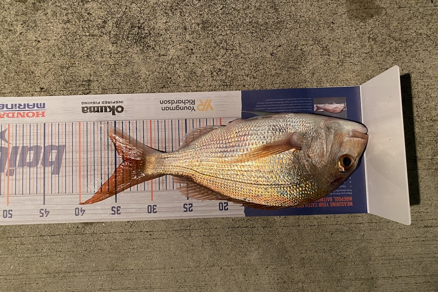 jonathon mitchell caught this 34.0cm Snapper at Tauranga  during The Export NZ Fishing Competition