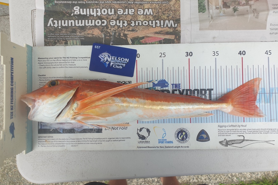 Gareth  Nicholson  caught this 42.0cm Gurnard at Tasman Bay during The Export NZ Fishing Competition