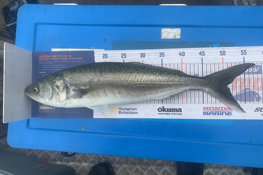 Charles Hall caught this 50.5cm Kahawai at Thames Firth during The Export NZ Fishing Competition