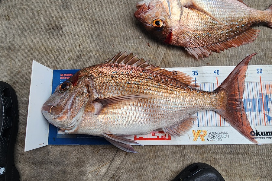 Jack Gray caught this 45.5cm Snapper at Tairua during The Export NZ Fishing Competition