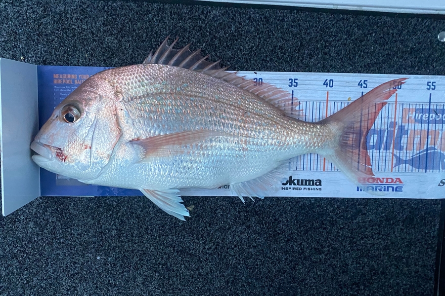 Nicholas Mowlem caught this 46.0cm Snapper at Tauranga  during The Export NZ Fishing Competition