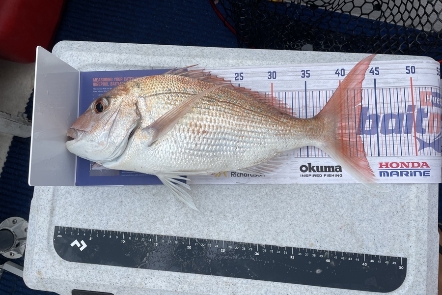 Michael Truong caught this 42.5cm Snapper at Tauranga  during The Export NZ Fishing Competition