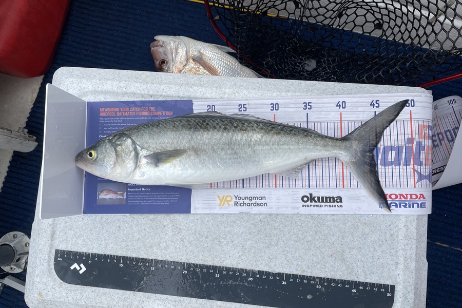 Michael Truong caught this 44.5cm Kahawai at Tauranga  during The Export NZ Fishing Competition