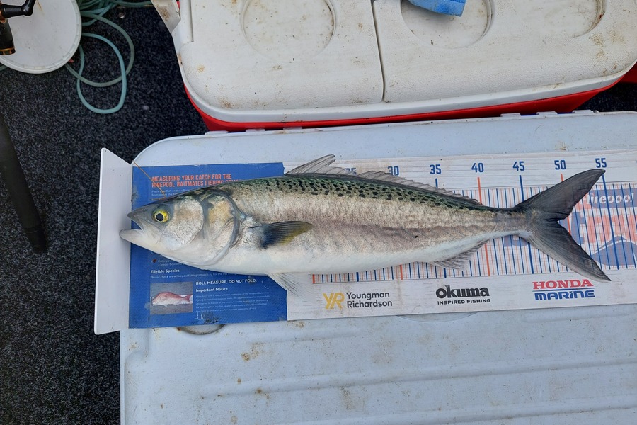 Greg Robinson caught this 48.5cm Kahawai at Firth thames during The Export NZ Fishing Competition