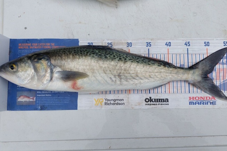 Scott Thacker caught this 49.5cm Kahawai at Firth of Thames during The Export NZ Fishing Competition