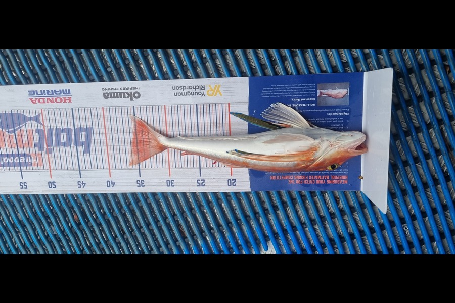 Tracey Castle caught this 35.5cm Gurnard at New plymouth  during The Export NZ Fishing Competition