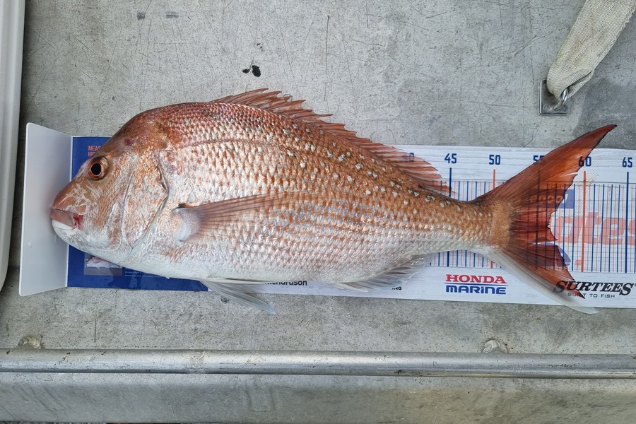 Phillip Rose caught this 56.0cm Snapper at Golden Bay during The Export NZ Fishing Competition
