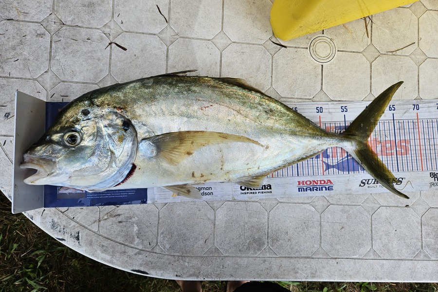 Glynn Anderson caught this 59.5cm Trevally at Northland during The Export NZ Fishing Competition