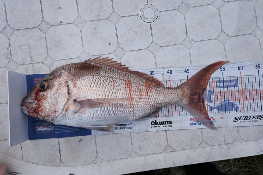 Glynn Anderson caught this 49.0cm Snapper at Northland during The Export NZ Fishing Competition