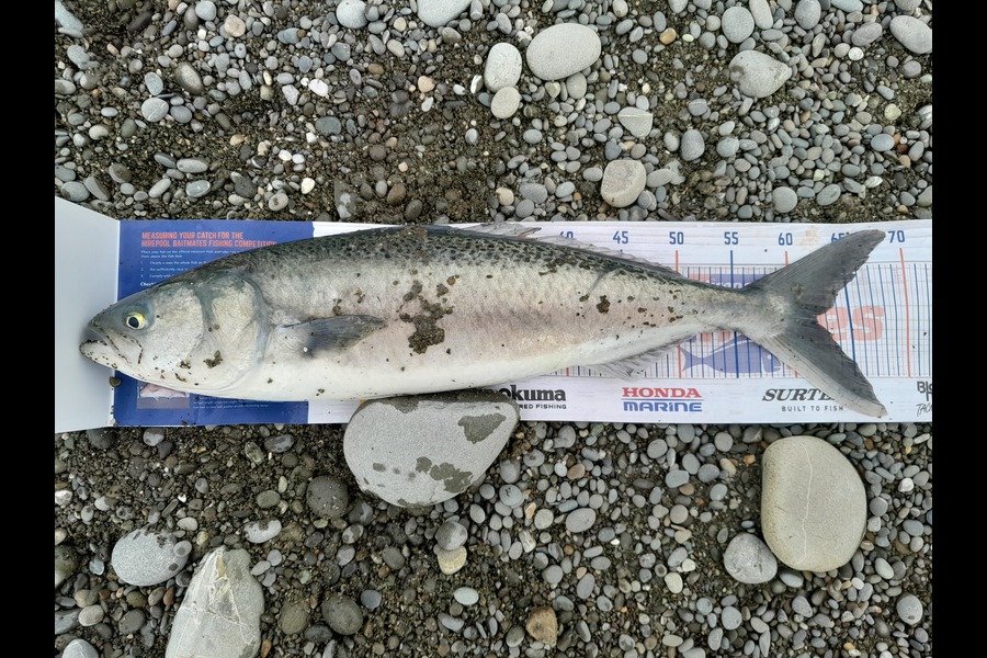 Bob Murphy caught this 62.0cm Kahawai at Waitaki  during The Export NZ Fishing Competition