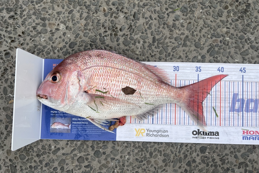 Emma Graham caught this 36.0cm Snapper at Tauranga  during The Export NZ Fishing Competition