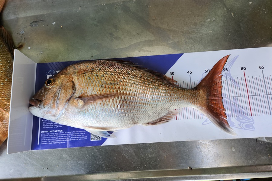 Mark Devantier  caught this 53.0cm Snapper at Kaipara Harbour  during The Export NZ Fishing Competition
