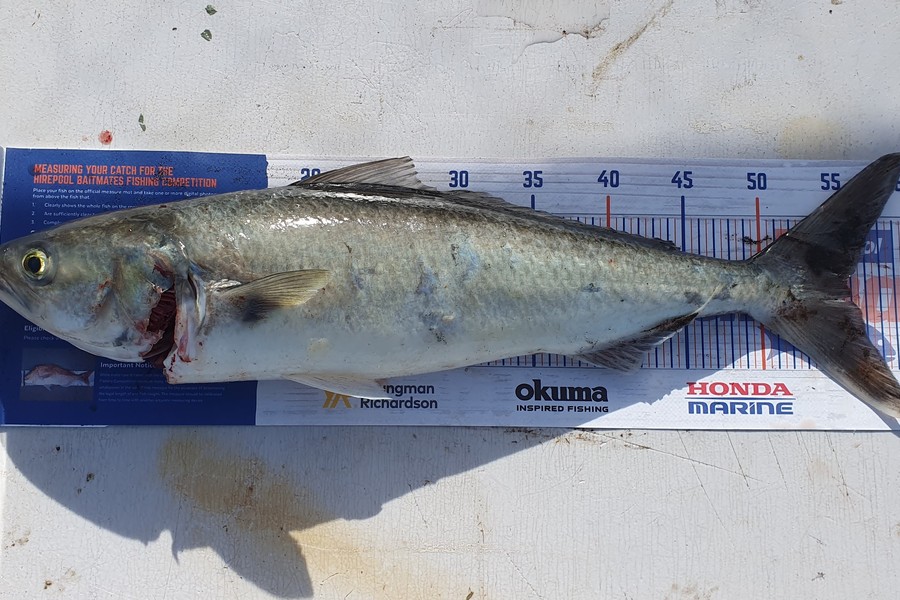 Bill Oliver caught this 53cm Kahawai at Koitiata Beach, Whanganui/Manawatu during The Export NZ Fishing Competition