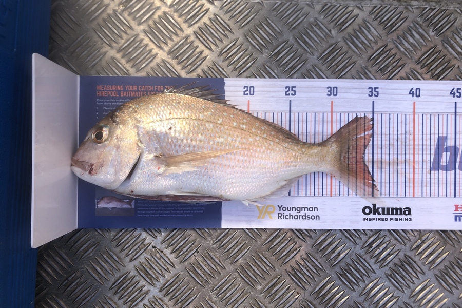 Andy Lash caught this 33.5cm Snapper at Hallam Cove during The Export NZ Fishing Competition