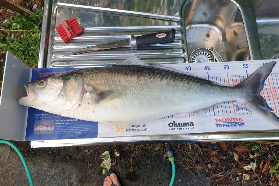 August Grunewald caught this 57.0cm Kahawai at Christchurch during The Export NZ Fishing Competition