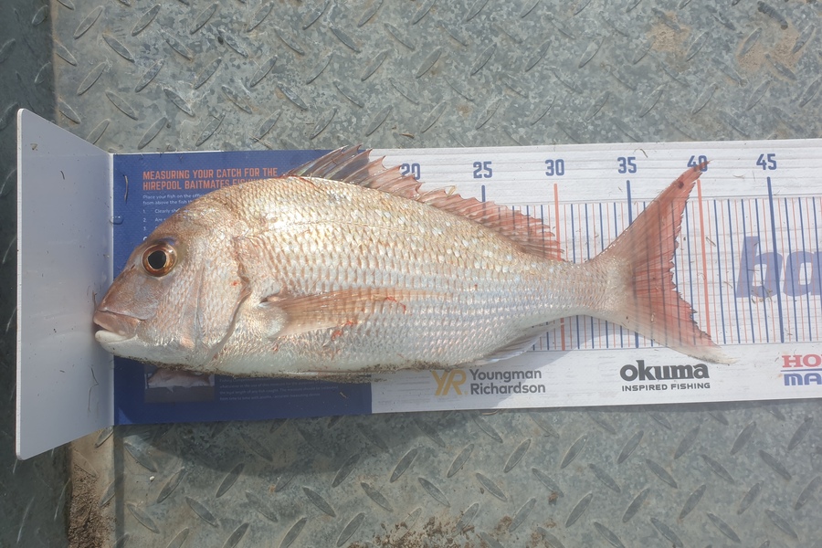 Cruz Mogford caught this 37.5cm Snapper at Ohope Harbour  during The Export NZ Fishing Competition