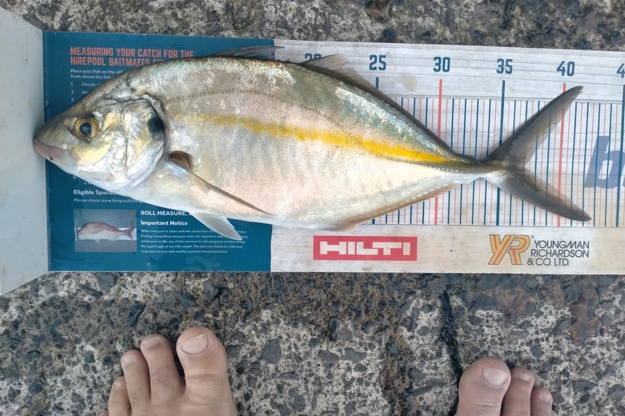 Andrew Cornelder caught this 37.0cm Trevally at Tauranga  during The Export NZ Fishing Competition