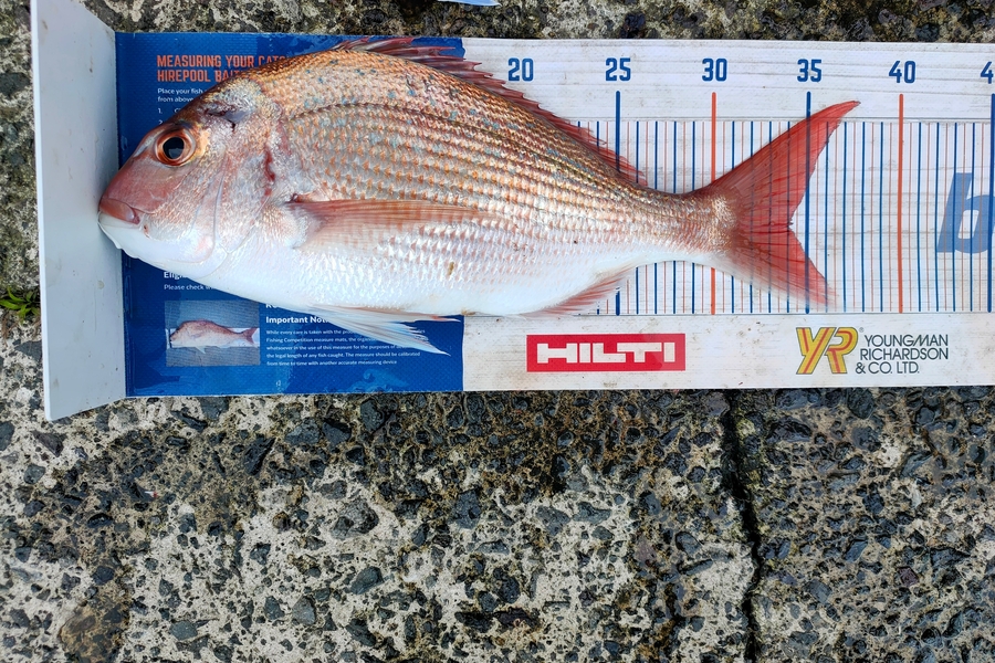 Janine Cornelder caught this 34.0cm Snapper at Tauranga during The Export NZ Fishing Competition