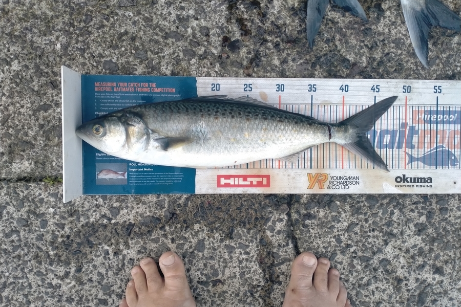 Andrew Cornelder caught this 43.5cm Kahawai at Tauranga  during The Export NZ Fishing Competition