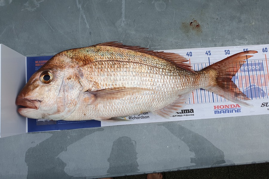 Blair Dobson caught this 49cm Snapper at Waikawau during The Export NZ Fishing Competition